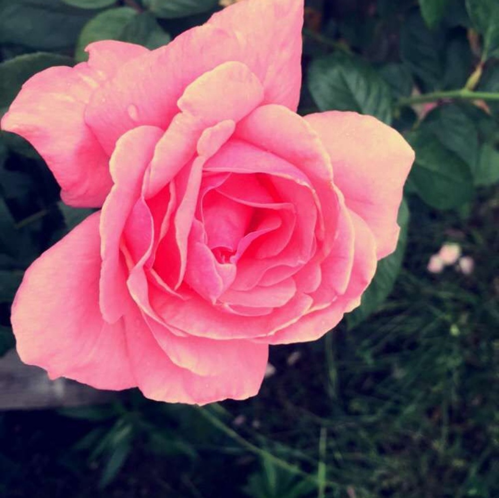 Meet your Posher, Hannah